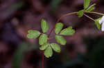 Eastern false rue anemone